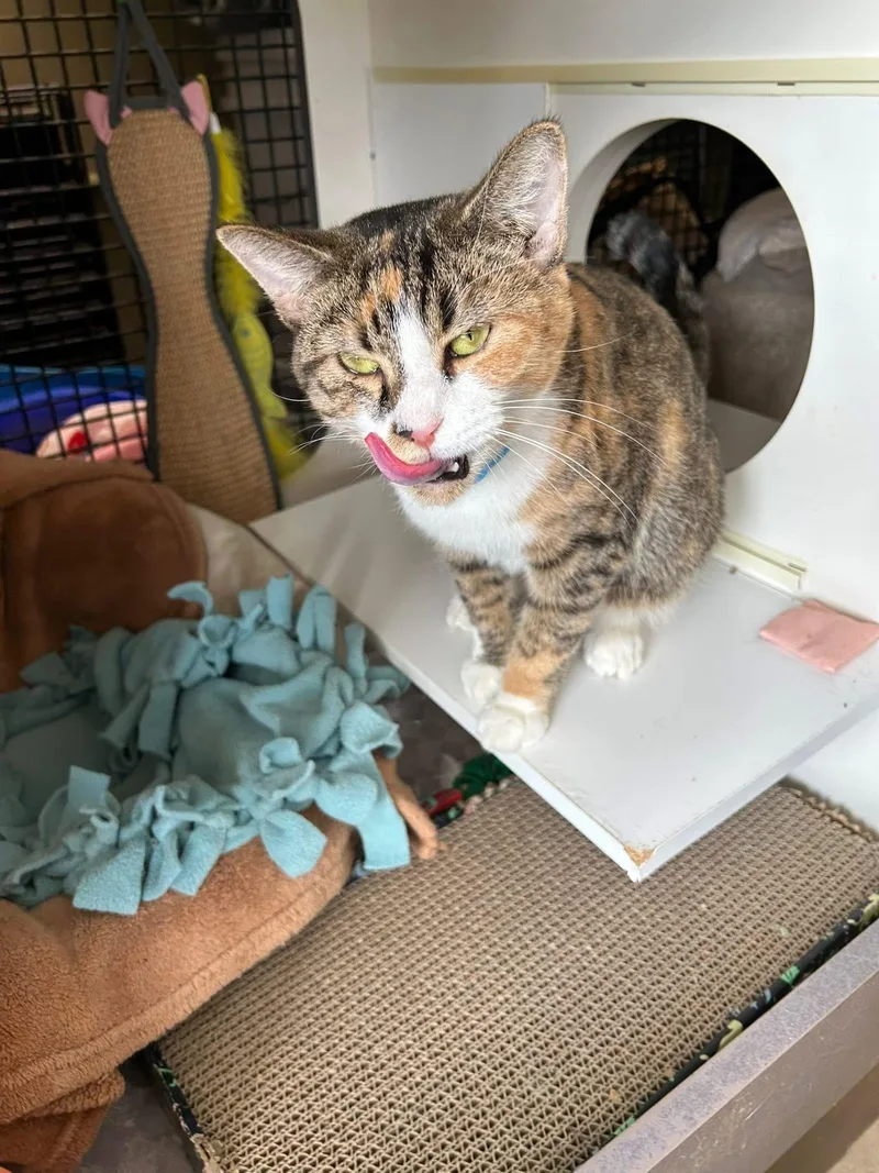 Cornelia thumbnail 2