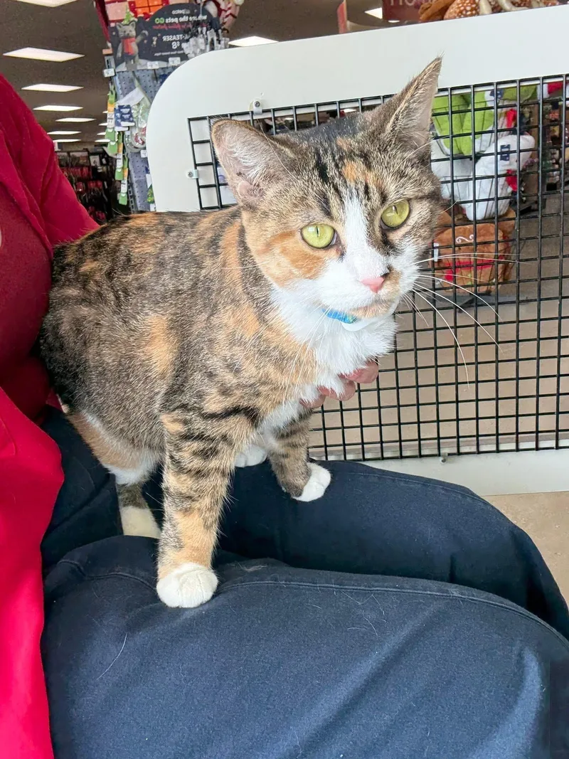 Cornelia thumbnail 3