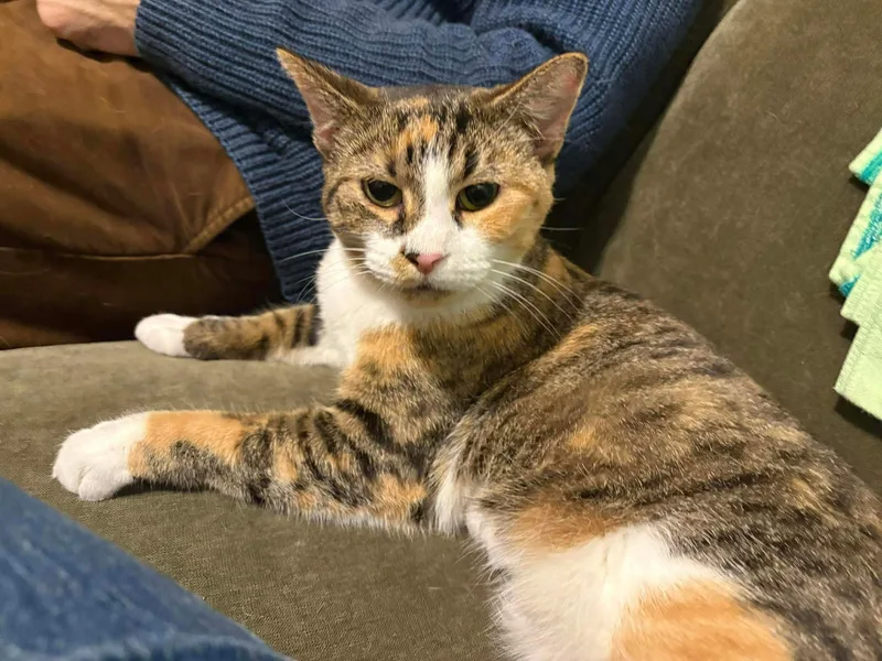 Cornelia thumbnail 4