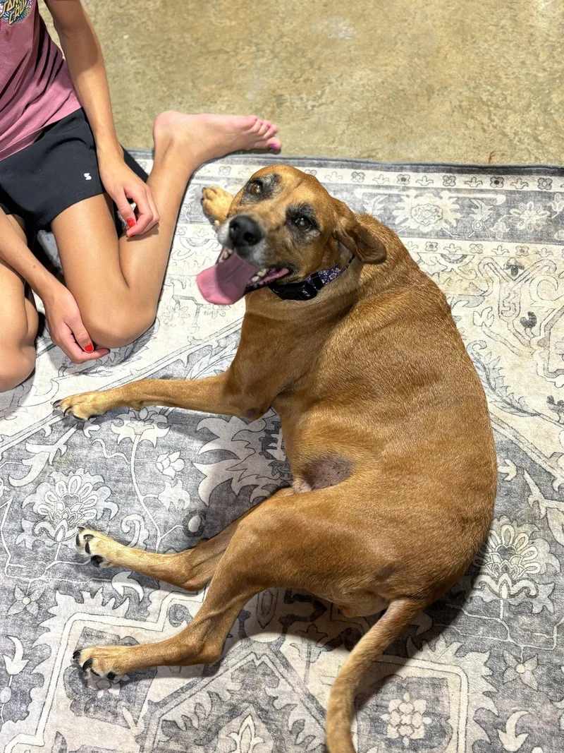 A senior medium-sized female Redbone Coonhound dog named Nikka for adoption in Mattoon, IL