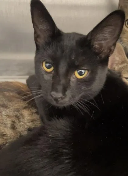 An adult medium-sized female Domestic Short Hair cat named Starburst for adoption in Lafayette, IN