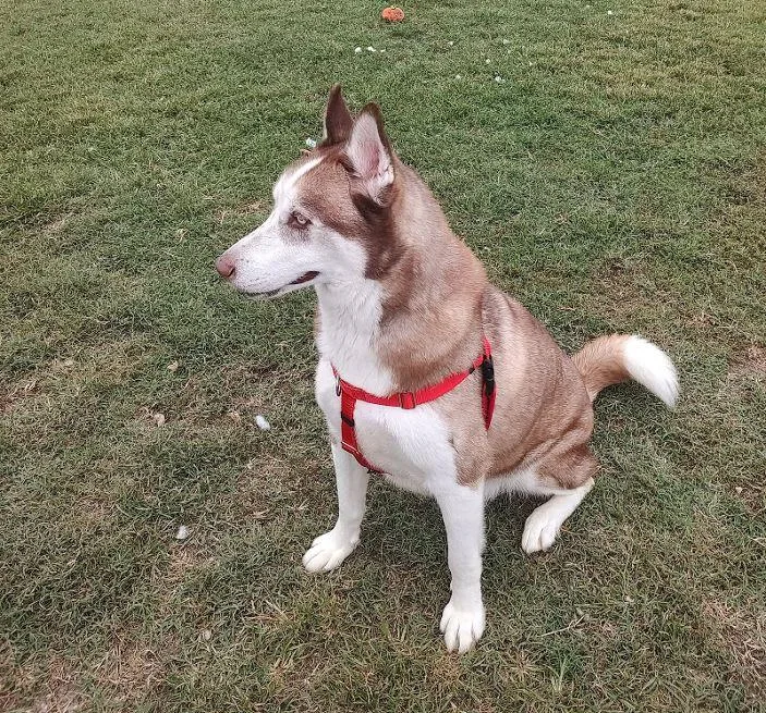 An adult large-sized male Husky dog named Samson for adoption in Cape May Court House, NJ