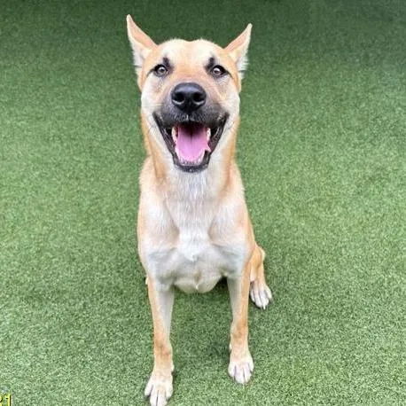 A young medium-sized male Yellow / Tan / Blond / Fawn Mixed Breed dog named Douglas for adoption in West Palm Beach, FL