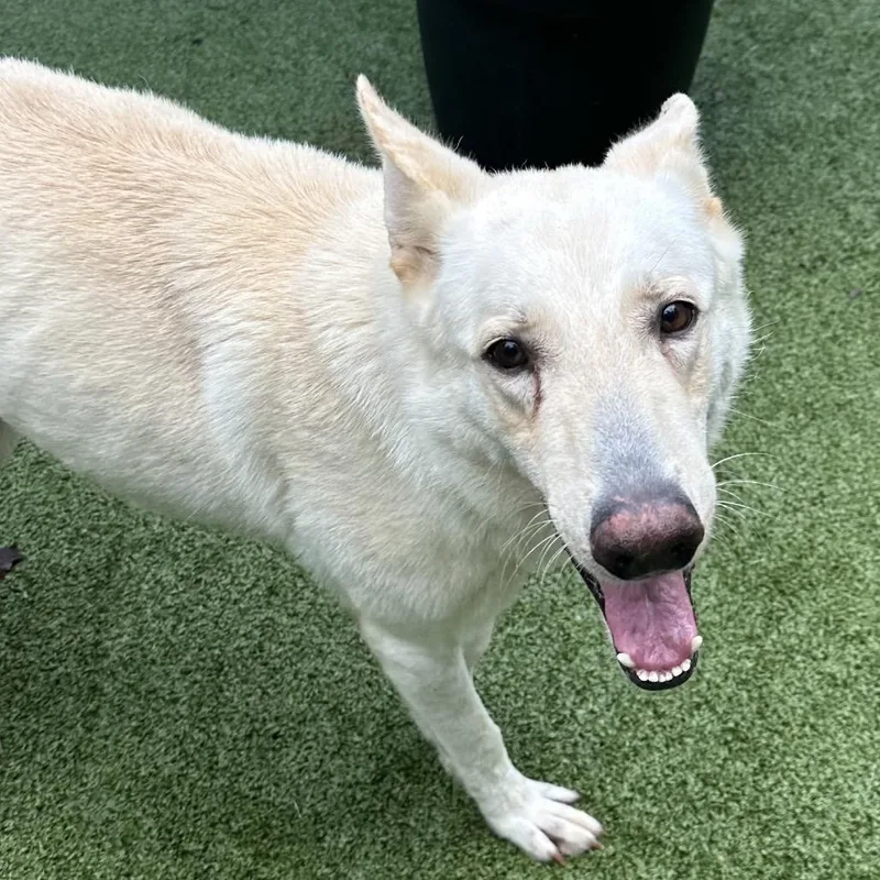 An adult large-sized male White German Shepherd dog named Draco for adoption in Greensboro, NC