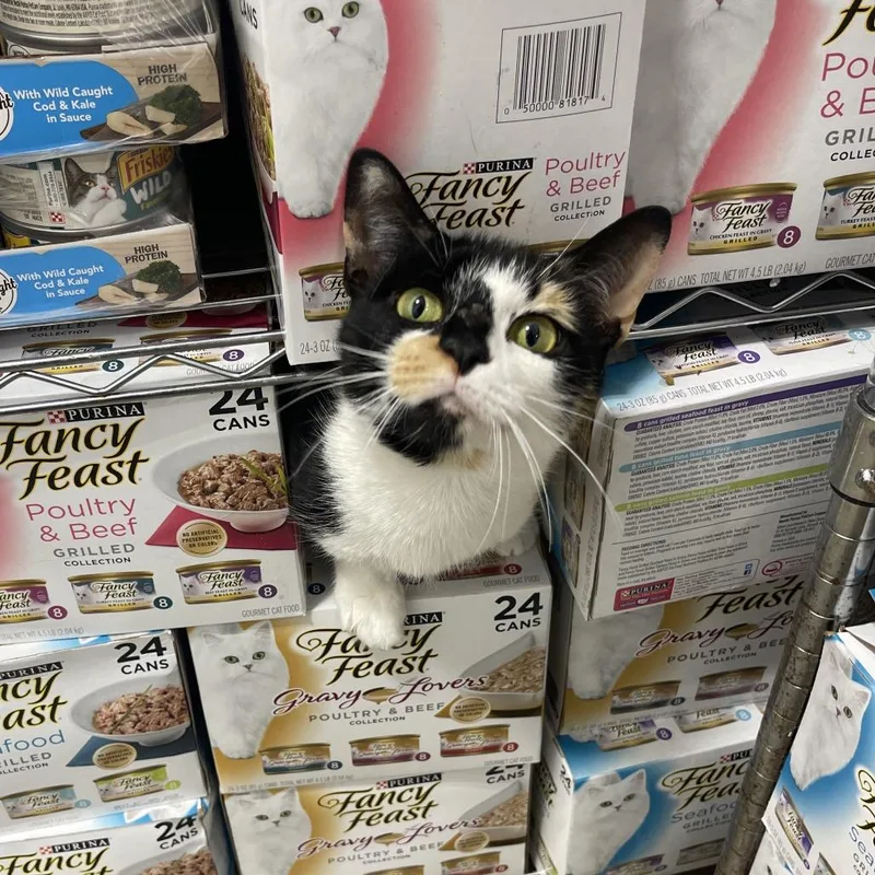 A young medium-sized female Calico Domestic Short Hair cat named Callie for adoption in Bensalem, PA