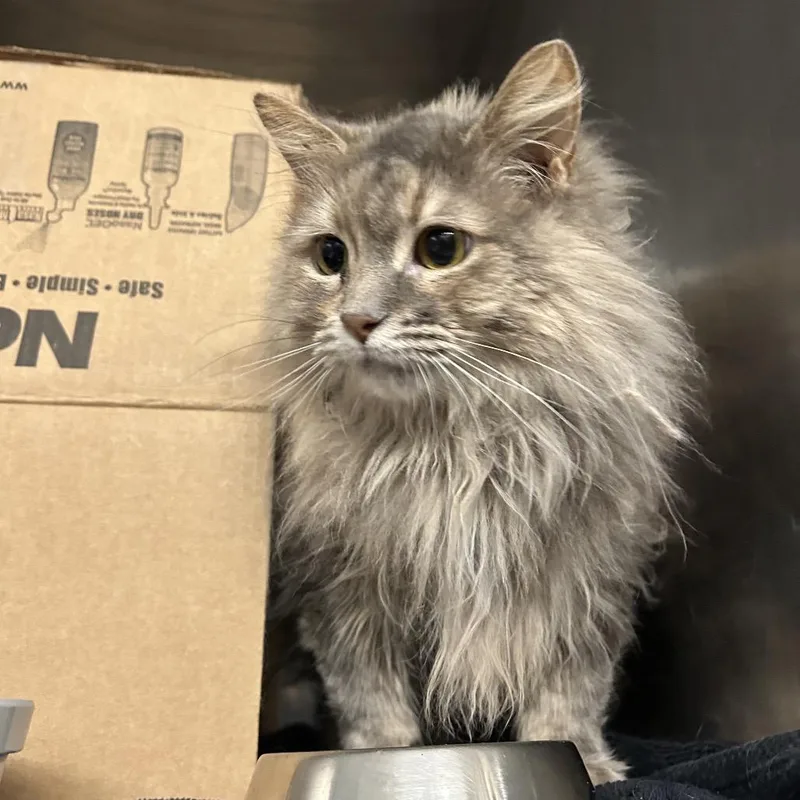 An adult large-sized female Gray / Blue / Silver Domestic Short Hair cat named Estella for adoption in West Olive, MI