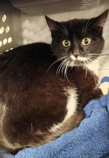 A young medium-sized male Black & White / Tuxedo Domestic Short Hair cat named Raven for adoption in Butte, MT