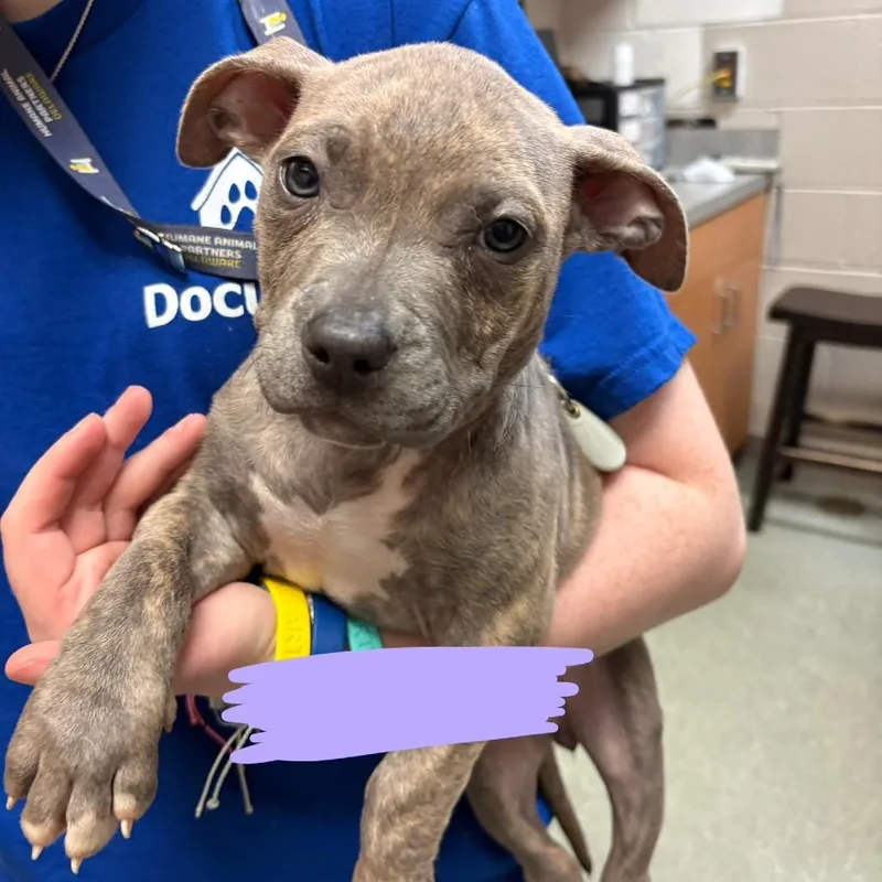 A baby small-sized female Gray / Blue / Silver Pit Bull Terrier dog named Pumpkin for adoption in Wilmington, DE