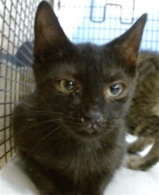 A baby small-sized female Domestic Short Hair cat named Linnet for adoption in Miami, FL