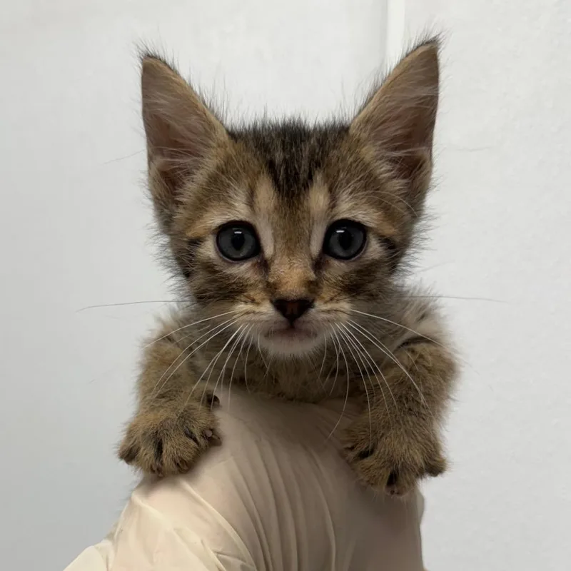 A baby small-sized female Brown / Chocolate Domestic Short Hair cat named Chansey for adoption in Abilene, TX