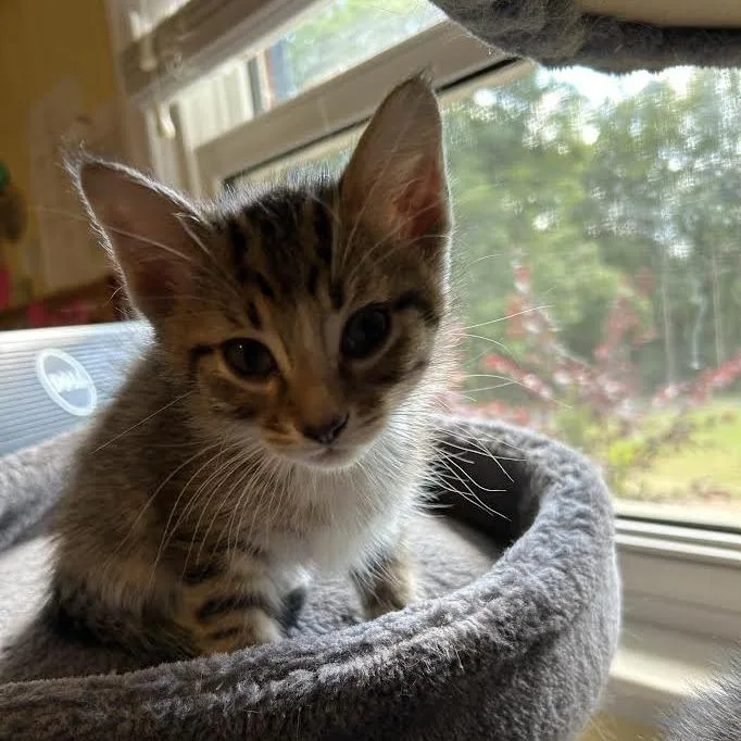 A baby small-sized male Gray / Blue / Silver Domestic Short Hair cat named Orange Blossom for adoption in Charlottesville, VA