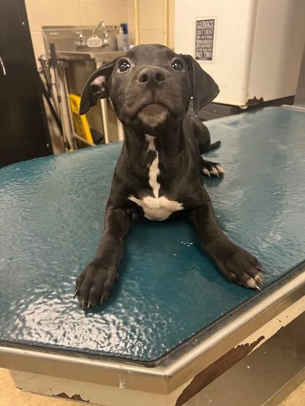 A young medium-sized female Black Mixed Breed dog named Amber for adoption in Mobile, AL