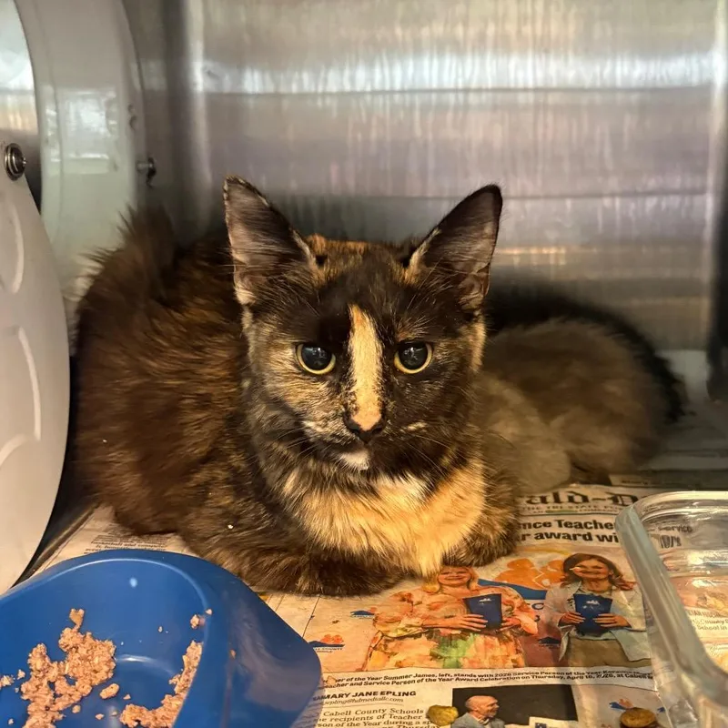 An adult medium-sized female Tortoiseshell Domestic Short Hair cat named Molly+ for adoption in Huntington, WV