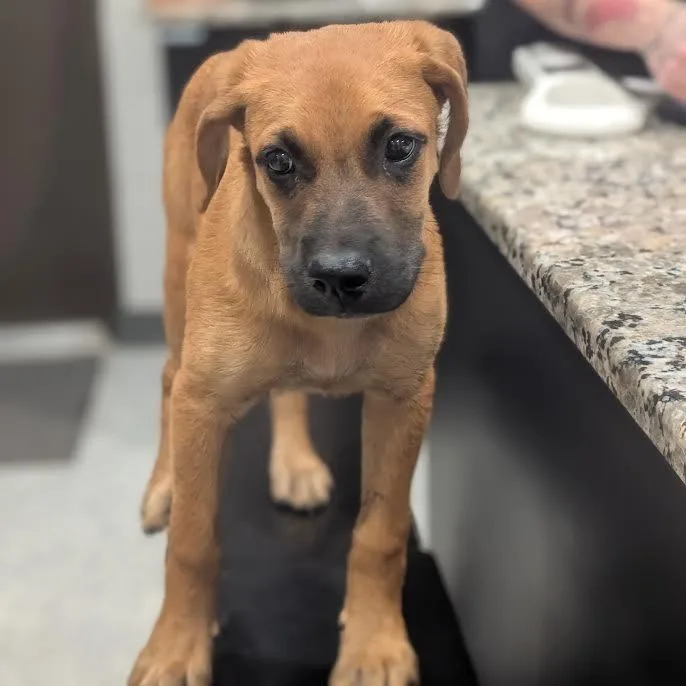 A baby medium-sized male Red / Chestnut / Orange Boxer dog named Danny for adoption in Smithville, TN