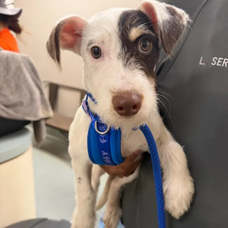 A baby small-sized male White / Cream Jack Russell Terrier dog named Pho for adoption in Westminster, CA