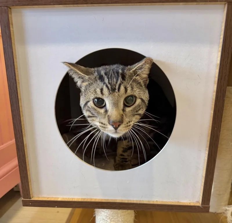 A young medium-sized male Brown / Chocolate Domestic Short Hair cat named Dax for adoption in Chicago, IL