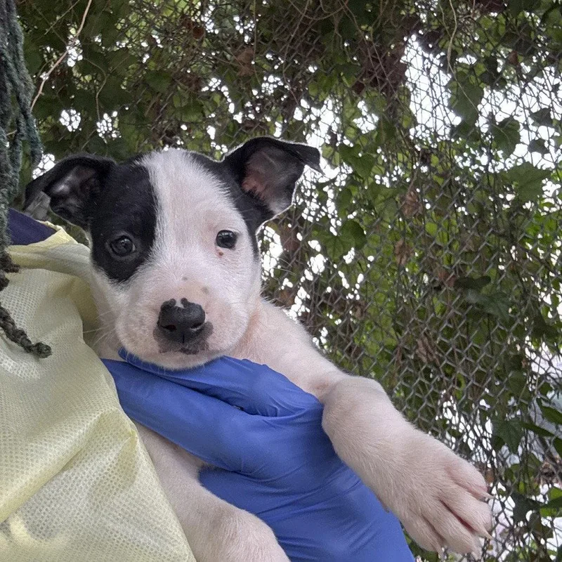 Bianca thumbnail 2