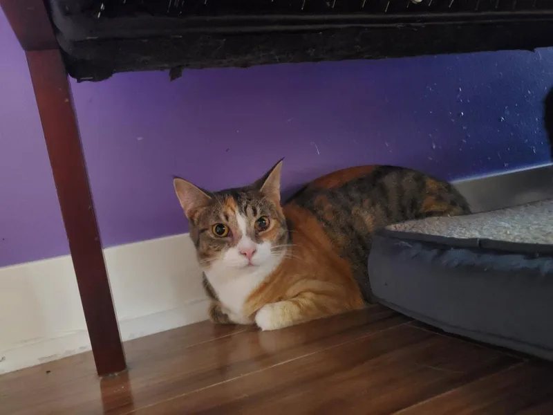 A young small-sized female Calico Domestic Short Hair cat named Black Widow for adoption in Kalamazoo, MI