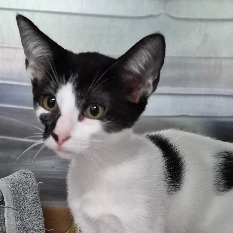 A baby small-sized female White Domestic Short Hair cat named Clover for adoption in Vieques, PR
