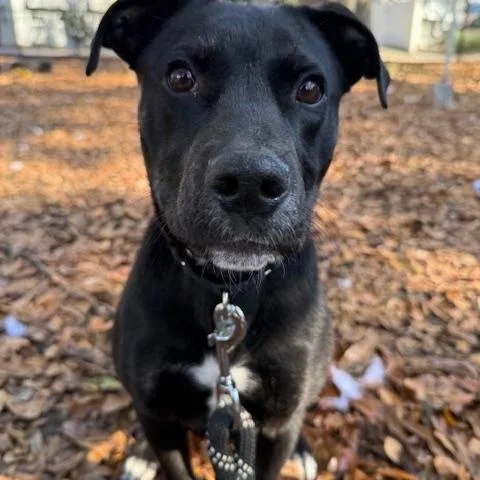 A baby medium-sized male Black Mixed Breed dog named Billy for adoption in Charleston, SC