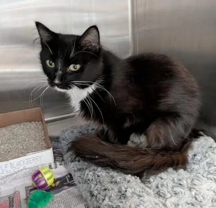 A baby medium-sized female Domestic Short Hair cat named Spirit for adoption in Bridgewater, NJ