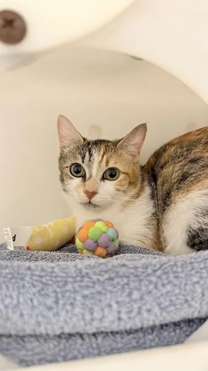 A young small-sized female Domestic Short Hair cat named Kai for adoption in Honolulu, HI