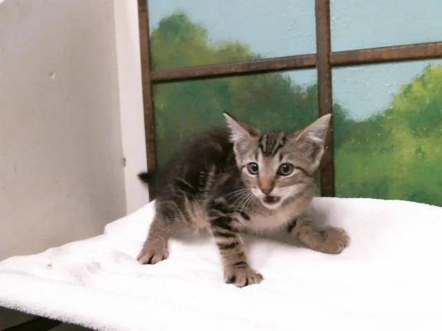 A baby small-sized female Domestic Short Hair cat named Casey for adoption in Houston, TX