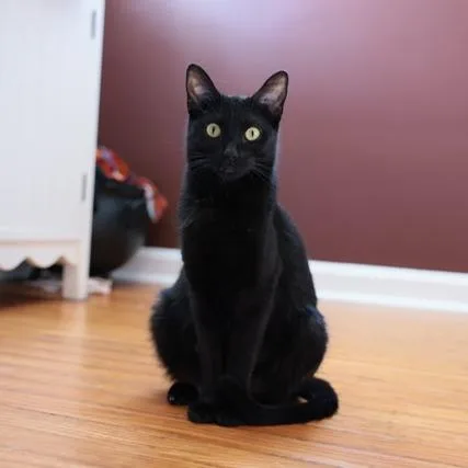 An adult medium-sized female Black Domestic Short Hair cat named Hidey for adoption in Philadelphia, PA