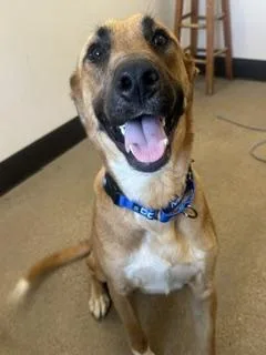 A baby large-sized male Yellow / Tan / Blond / Fawn Shepherd dog named Billy for adoption in Cleveland, OH