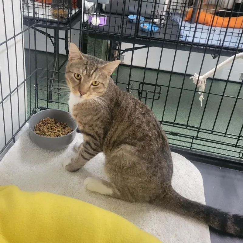 A young medium-sized male Brown / Chocolate Domestic Short Hair cat named Kirie for adoption in Jessup, MD