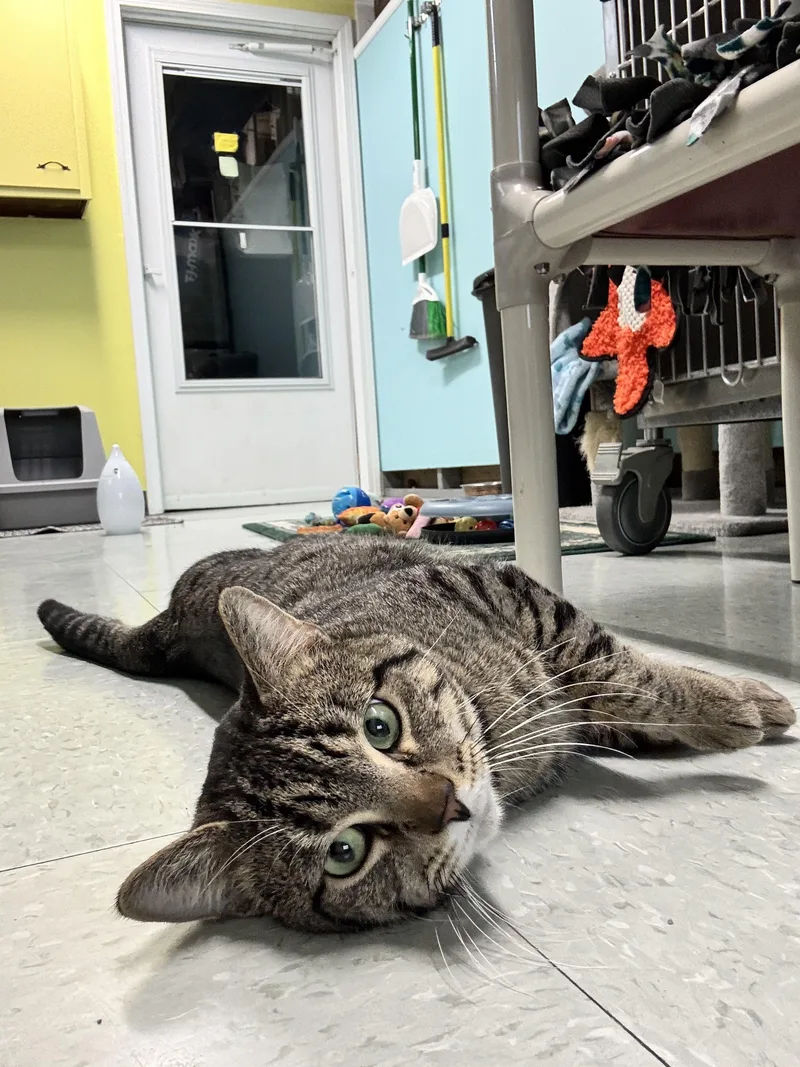 An adult medium-sized male Tabby (Brown / Chocolate) Domestic Short Hair cat named Ronnie for adoption in Jamestown, ND