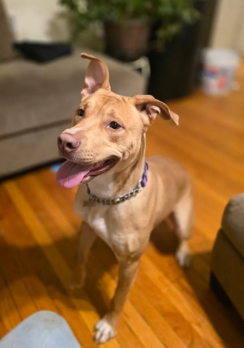 A young medium-sized female Golden Mixed Breed dog named Bailey for adoption in Elmhurst, IL