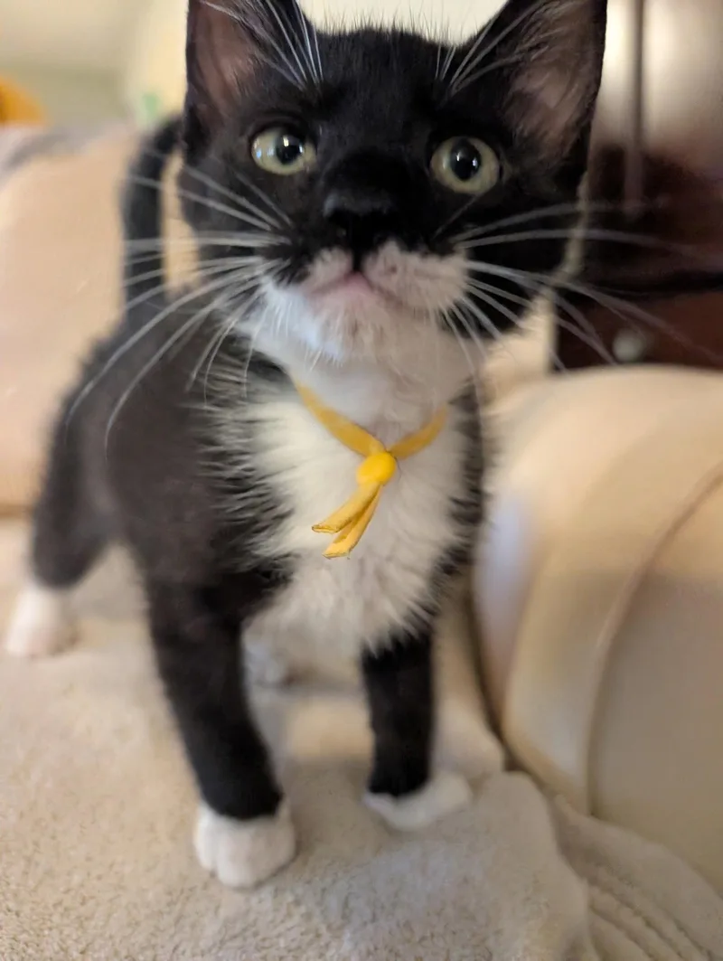 A baby medium-sized male Black & White / Tuxedo Domestic Short Hair cat named Albion for adoption in Oviedo, FL
