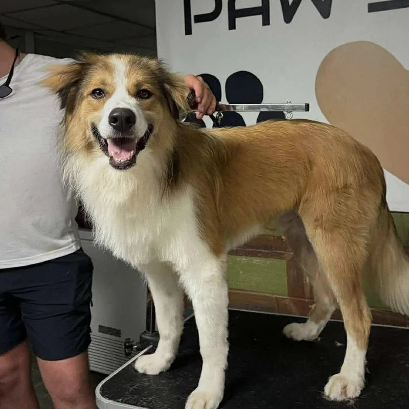 An adult large-sized male Apricot / Beige Mixed Breed dog named Appa for adoption in Oxford, ME