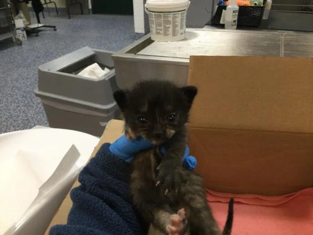 A baby small-sized female Domestic Short Hair cat named Walnut for adoption in Thousand Palms, CA