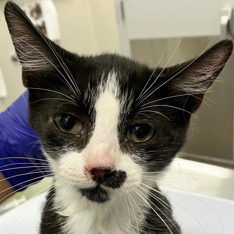 A baby small-sized male Black Domestic Short Hair cat named Liam for adoption in Las Cruces, NM