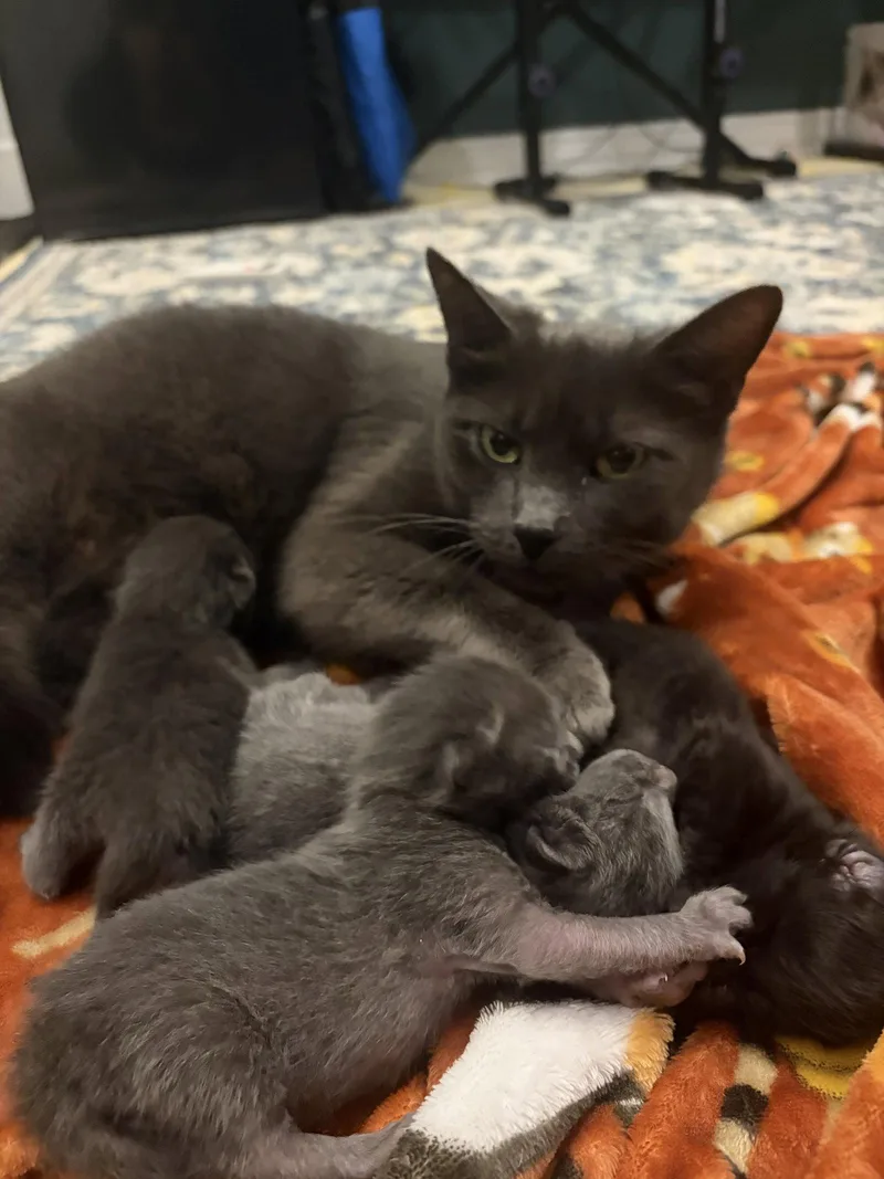 A baby medium-sized male Domestic Short Hair cat named Toby the Gray J. for adoption in Frisco, TX