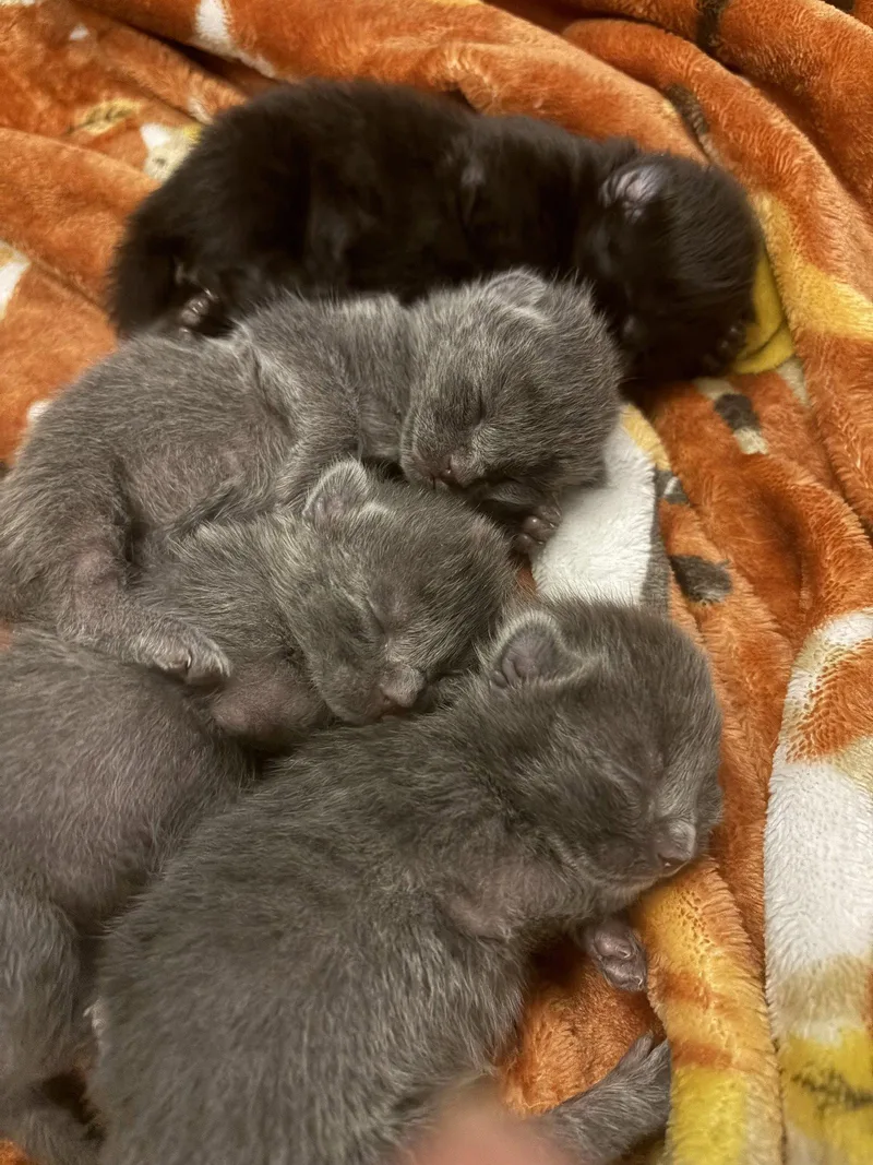 Toby the Gray J. thumbnail 2