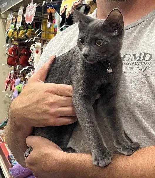 Toby the Gray J. thumbnail 3