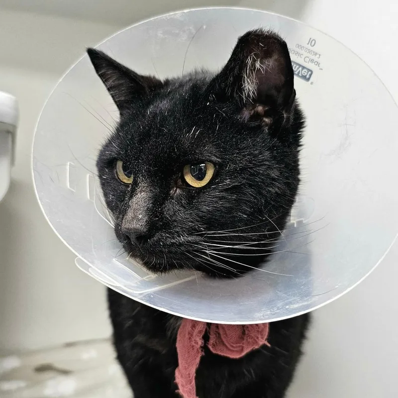 An adult large-sized male Black Domestic Short Hair cat named Angel for adoption in Las Vegas, NV