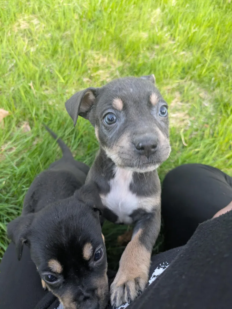 A baby large-sized female Rottweiler dog named Roo for adoption in Carmel, NY