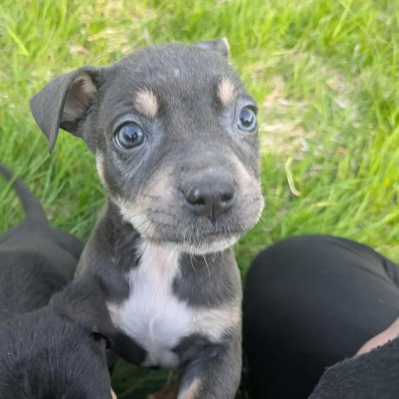 Roo thumbnail 3