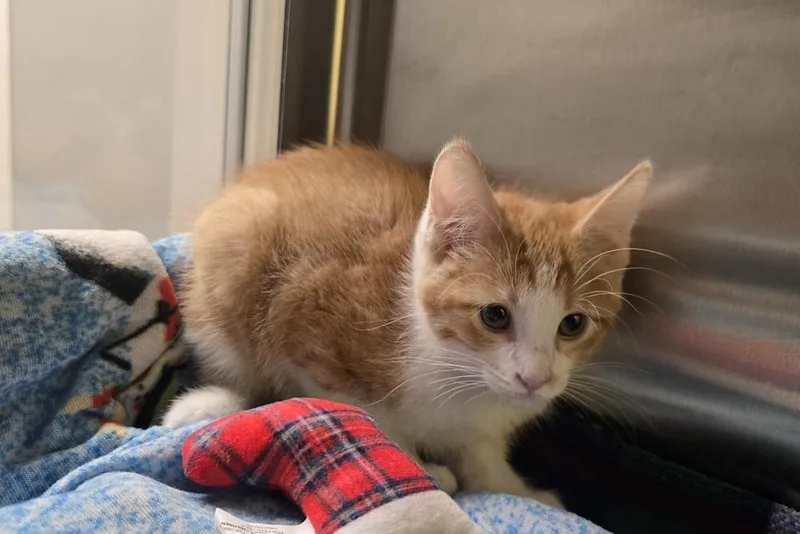 A baby small-sized male Orange & White Domestic Short Hair cat named Georgie for adoption in Dickson, TN