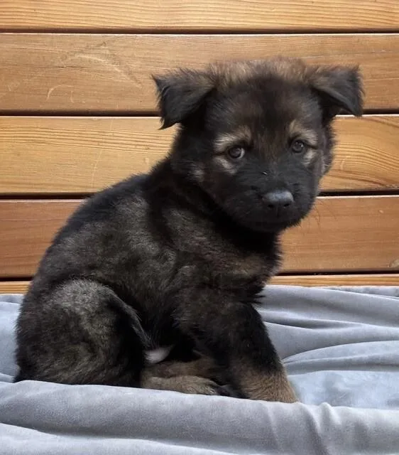A young large-sized male German Shepherd Dog dog named Argon for adoption in Seattle, WA