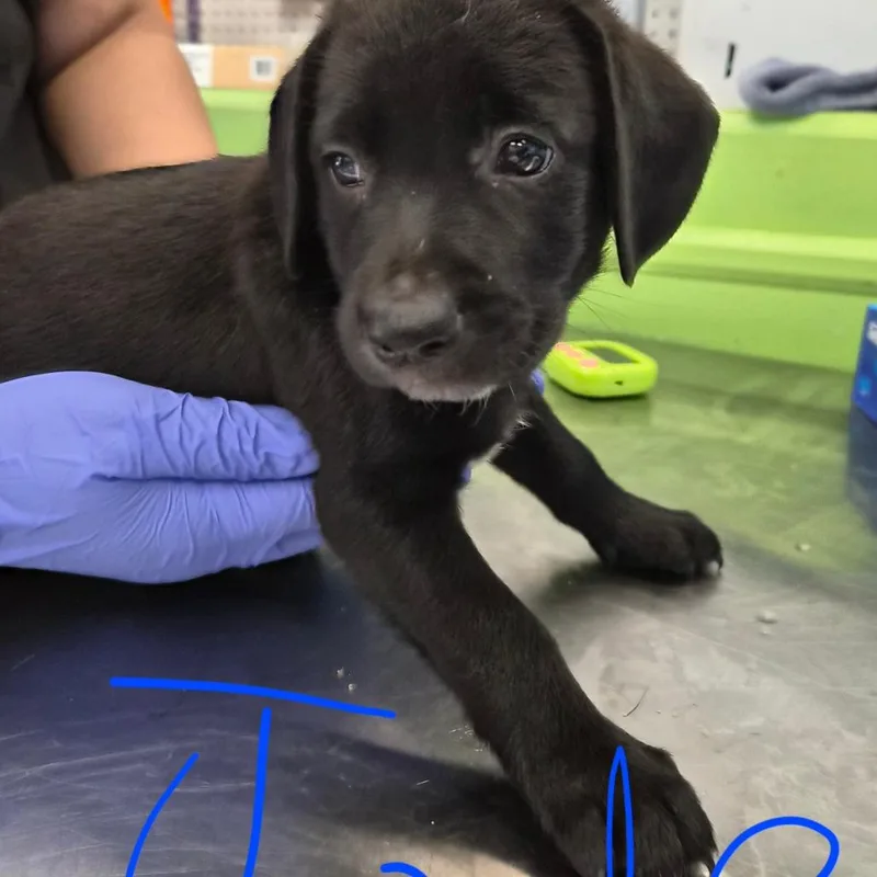 A baby small-sized female Black Retriever dog named Jade for adoption in Montgomery, AL