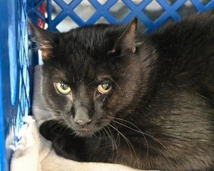 An adult small-sized male Domestic Short Hair cat named White Sock for adoption in West Seneca, NY