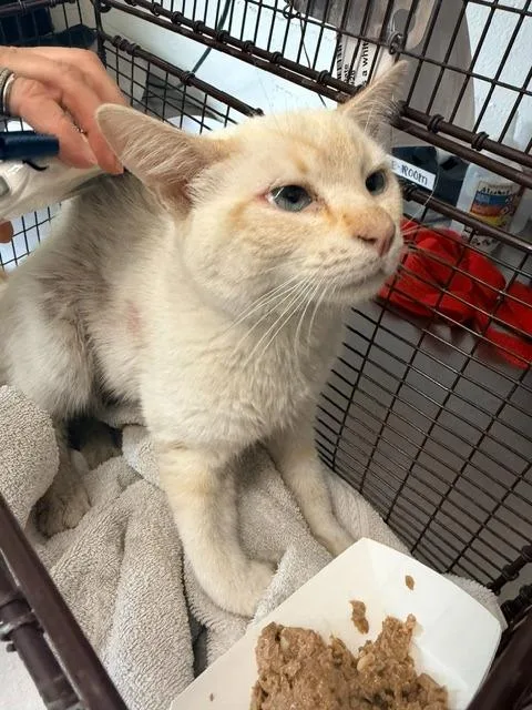 A young small-sized male Domestic Medium Hair cat named Gravy for adoption in Los Angeles, CA