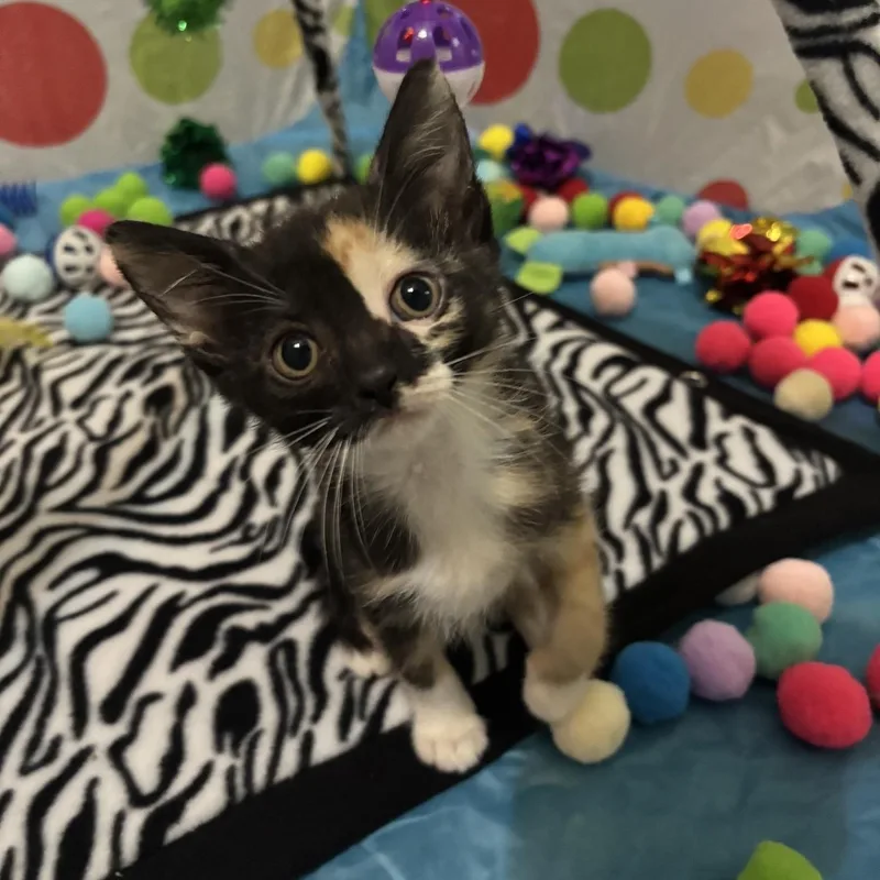 A baby small-sized female Domestic Short Hair cat named Justice for adoption in Saint Charles, MO