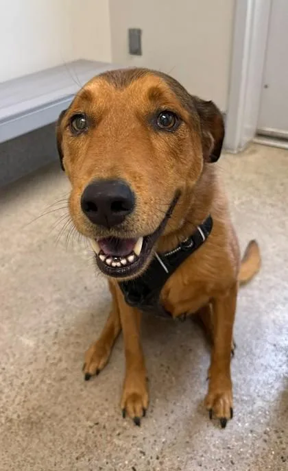 An adult large-sized male Mixed Breed dog named Dexter for adoption in Madison, NJ