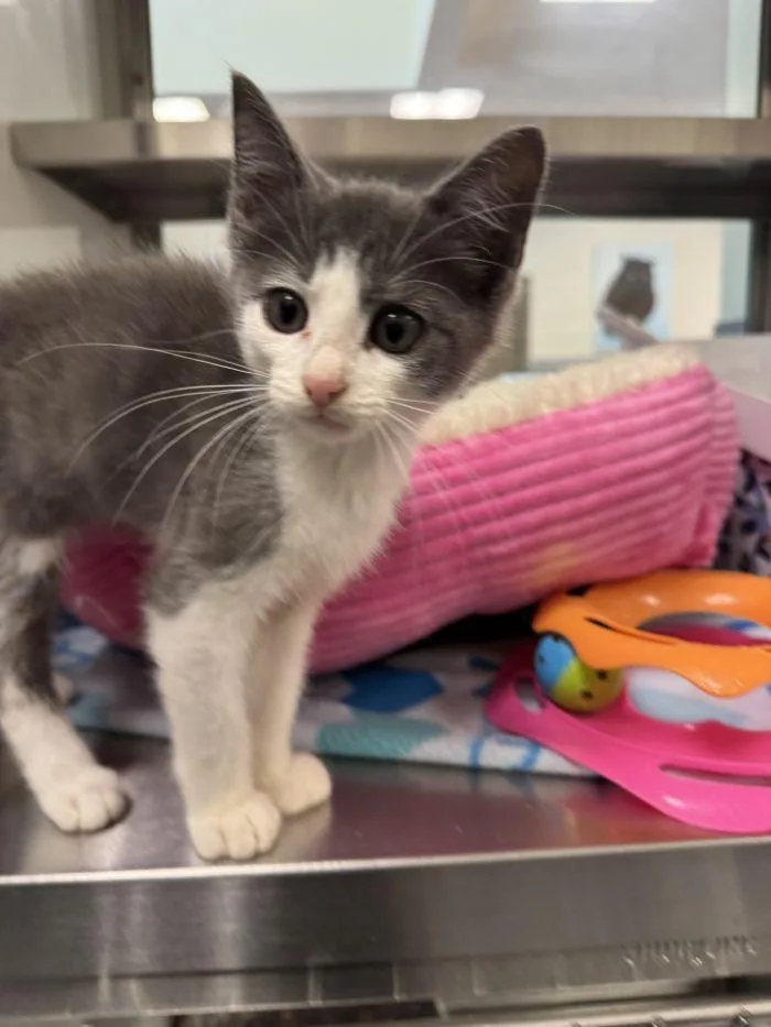 A young small-sized male Gray & White Domestic Short Hair cat named Freddy Mack for adoption in Hilton Head Island, SC